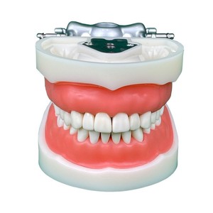 Modèle d'anatomie dentaire HDF, 32 dents, gencives souples en silicone médical, modèle pédagogique pour usage domestique - Product Image 2