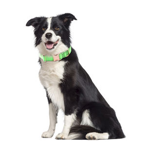 2022 Terbaru Pabrik Rose Golden Zinc Alloy Polos Nilon Hewan Peliharaan Kerah Anjing Di Gesper Kustom - Product Image 5