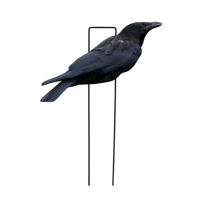 Décoys de chasse au corbeau en PP, personnalisés en usine, anti-reflet, imperméables, ultra-réalistes, en forme de silhouette d'oiseau, pour la chasse en extérieur