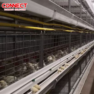 Línea <span class=keywords><strong>de</strong></span> Máquinas para Sistema <span class=keywords><strong>de</strong></span> Alimentación Avícola Totalmente Automática, Nueva, para Granjas <span class=keywords><strong>de</strong></span> <span class=keywords><strong>Gallinas</strong></span> Ponedoras Tipo H, con Jaulas para Proyectos Avícolas, 50000-100000 Unidades, en <span class=keywords><strong>Venta</strong></span> - Product Image 5