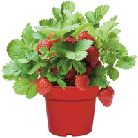 Kit de plantation de semences d'intérieur en plastique moderne Cadeau créatif pour débutants Ensemble de pots de fleurs de jardin Approvisionnement direct de l'usine