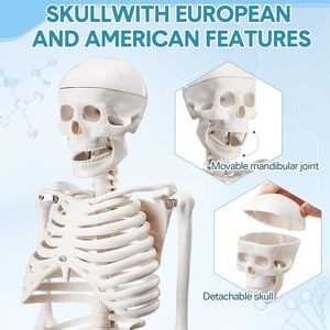 33.4 ''di chuyển một nửa kích thước cơ sở Mô hình bộ xương người với cánh tay và chân cho sinh viên khoa học y tế và giáo viên - Product Image 2