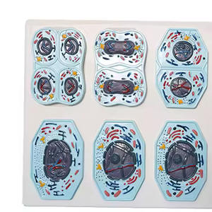 Modelo de <span class=keywords><strong>Comparación</strong></span> de Células Animales y Vegetales: Mitosis y Meiosis para la Enseñanza de Anatomía Humana - Product Image 3