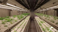 Système d'agriculture verticale hydroponique commerciale HydroBlue alimenté par l'IA, avec pompe centralisée, pour la protection de l'environnement et la culture de fraises