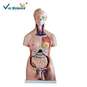 85CM uniseks Torso 40 bagian Model anatomi bagasi manusia Model anatomi Internal model anatomi pengajaran medis Model anatomi