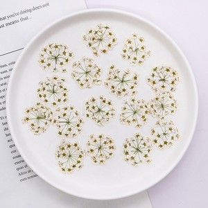 <span class=keywords><strong>Fiori</strong></span> Veri Pressati in Sfera Meadow Sweet Flower - Product Image 6