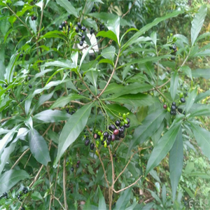 Poudre de Rauvolfia <span class=keywords><strong>Vomitoria</strong></span> de qualité alimentaire conforme aux normes GMP, extrait de Rauvolfia Verticillata en emballage en fût - Product Image 4