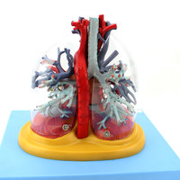Modèle d'anatomie humaine médicale du cœur, des poumons, de la trachée, du système bronchique, du système vasculaire, du système cardiaque et respiratoire