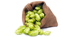 Extrait de fleur de houblon sauvage en poudre, extrait de houblon 10:1, emballage en fût, fourni par l'usine