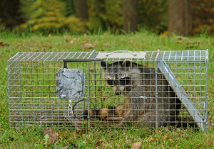 Trap Alarm Call or Transmit SMS Upon Alarm When Being Triggered Support 1-5 Mobile Numbers <strong>Works</strong> with <strong>Different</strong> Catchers - Product Image 6