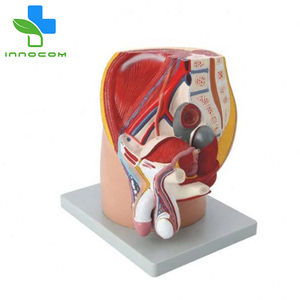 Modèle de bassin réaliste en 4 parties pour homme Section médiane Organes internes en PVC Système digestif Éducation Bon marché Formation scolaire - Product Image 2