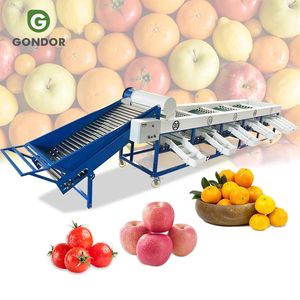 Machine de calibrage et de tri de fruits (pommes de terre, abricots, agrumes, oignons, dattes, avocats) et emballage de fruits - Product Image 1