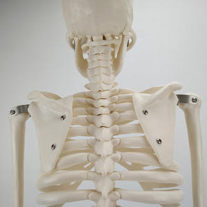 <span class=keywords><strong>Squelette</strong></span> humain modèle <span class=keywords><strong>de</strong></span> 85cm avec membres mobiles anatomiques demi-taille <span class=keywords><strong>de</strong></span> vie avec support en métal bras et jambes amovibles - Product Image 2
