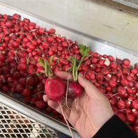 Lwt Volautomatische Groenten Fruit Sorteren Snijden Wassen Drogen Verwerkingslijn Fruitgroente Wasmachine Verwerkingsmachines