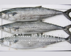 ปลาแมคเคอเรลคิงฟิชแช่แข็งคุณภาพดีขาย - Product Image 3