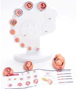 Science médicale 21 pièces modèle de développement d'embryon utérin, assemblage de processus de croissance d'organe fœtal, éducation assistée de fertilité - Product Image 4