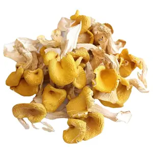 1kg Whole raw dried edible gilled fungus Golden Oyster mushroom for sale