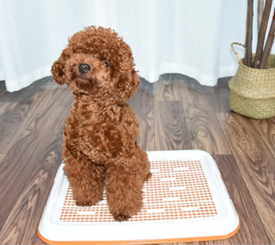 Grosir Plastik Doggie Dalam Ruangan Tempat Kencing Hewan Piaraan Taman Sudut Anjing Toilet Anjing Wee Bantalan Alas Toilet untuk Anjing