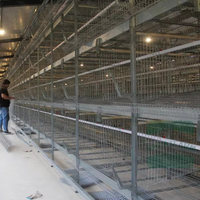 Cage à étages empilés de type H, convoyeur automatique à 4 niveaux pour œufs, bande transporteuse à fumier en PP, ligne d'abreuvement par pipettes