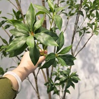 Arbre Artificiel, Pieris, Pommeau d'Orchidée Chinois, Plante Verte pour Aménagement Paysager, Décoration Intérieure Douce, Décoration Végétale