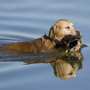 <span class=keywords><strong>Collar</strong></span> Beeper impermeable y recargable para perros para caza - Product Image 4