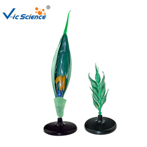 Modèle de fleur de blé, modèle de plante pour démonstration pédagogique au collège et au lycée, modèle structurel agrandi, typique - Product Image 5