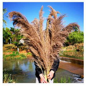 หญ้า Pampas แห้งขนาดใหญ่สีเขียวสีแดง,หญ้า Pampas หญ้าสีแดงสูง60-70ซม. - Product Image 5