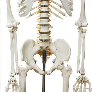 Menselijk Skelet Frt001adult Maat 180Cm Echte Bottextuur Omvat Met Zenuwwortel - Product Image 5