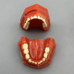3-6 años de edad, dientes permanentes deciduos, modelo alternativo, desarrollo dental, modelo anatómico médico - Product Image 2