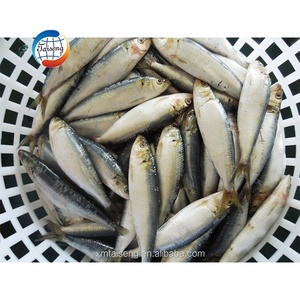 <span class=keywords><strong>Sardinas</strong></span> Enteras Congeladas <span class=keywords><strong>de</strong></span> Alta Calidad WR 12-20 piezas/<span class=keywords><strong>kg</strong></span> IQF Exportación <span class=keywords><strong>Sardinas</strong></span> Baratas - Product Image 3