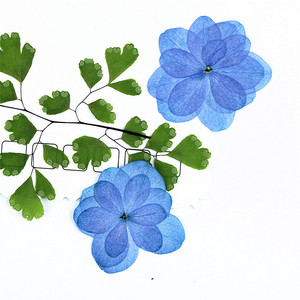 Fleurs d'hortensia bleues à double pétale, séchées et pressées, pour la résine, les coques de téléphone, les marque-pages, le scrapbooking et les loisirs créatifs - Product Image 4