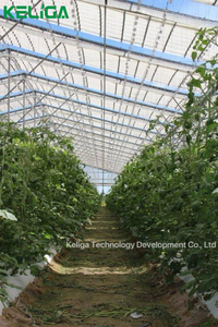 Kích thước lớn Multi-span venlo Retractable mái nhà kính cà chua nhà kính và dưa hấu nhà kính chìa khóa trao tay dự án - Product Image 4