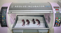 Incubateur de soins de clinique pour animaux de compagnie HF-1803 à usage de petits animaux Incubateur vétérinaire pour chiots