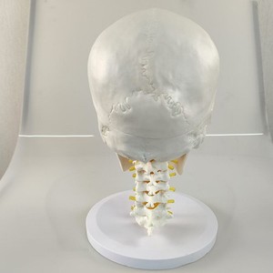Modelo de Cráneo Humano con Columna <span class=keywords><strong>Cervical</strong></span>, Tamaño Real, <span class=keywords><strong>Esqueleto</strong></span> para Pintura de Naturaleza Muerta, Ayuda Didáctica, Cráneo Desmontable - Product Image 4