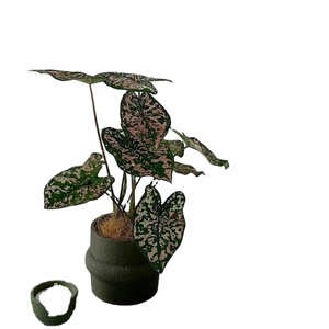 GRC Plant Box rotondo vaso <span class=keywords><strong>fioriera</strong></span> <span class=keywords><strong>in</strong></span> calcestruzzo, grandi contenitori per <span class=keywords><strong>fioriera</strong></span> <span class=keywords><strong>in</strong></span> <span class=keywords><strong>cemento</strong></span> - Product Image 1