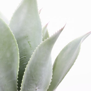 Plante artificielle naturelle et colorée, bonsaï Agave Potatorum <span class=keywords><strong>Variegata</strong></span> - Product Image 4
