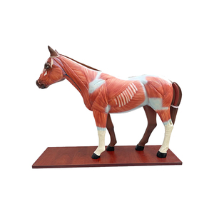 पशु हार्स पेट और हार्स गुर्दे गर्भाशय शरीर रचना विज्ञान मॉडल - Product Image 1