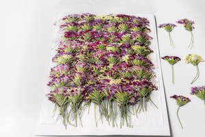 Verbena-Vela <span class=keywords><strong>con</strong></span> ramas para hacer jabón, planta Natural ecológica, flor prensada en marco - Product Image 5