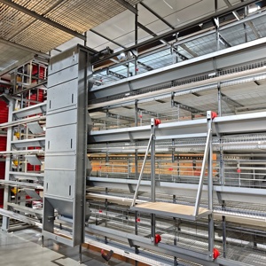 <span class=keywords><strong>Meilleur</strong></span> prix Cage à poules de type H <span class=keywords><strong>pour</strong></span> 50 000 poules pondeuses Équipement avicole automatique - Product Image 1