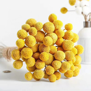Fiori Secchi all'Ingrosso Billy Buttons Fiori Secchi Craspedia per Bouquet di Fiori Secchi - Product Image 2