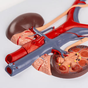 Modèle d'organe humain de simulation réelle du système urinaire, de l'urètre et de l'anatomie rénale, équipement pédagogique - Product Image 4
