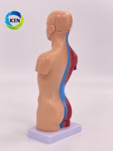 IN-M5 Medische Wetenschap Plastic Dubbele Seks Anatomie 85Cm Hoogte 32 Delen Anatomisch Medisch Mannelijk Menselijk Torso Model - Product Image 2