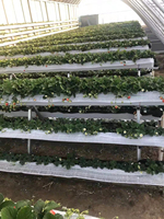 Serre à légumes de nouvelle conception avec trois parois en terre pour le chauffage hivernal