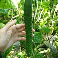 Variétés de concombres fiables pour la plantation en ferme, adaptées aux parterres de fleurs et à la décoration de jardin