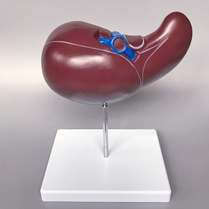 Modèle anatomique du foie humain de haute qualité et au meilleur prix pour l'enseignement et l'apprentissage de la <span class=keywords><strong>biologie</strong></span> - Product Image 4