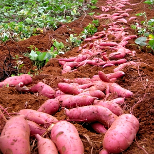 Patate douce violette fraîche certifiée ISO en provenance du Vietnam - Product Image 1