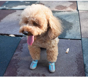 Bottes antidérapantes pour petits chiens - <span class=keywords><strong>Protection</strong></span> des <span class=keywords><strong>pattes</strong></span> contre la chaleur du pavé et la <span class=keywords><strong>neige</strong></span> hivernale - Product Image 2