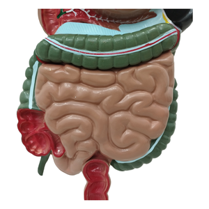 Suministros médicos avanzados Estructura de órganos humanos 3 partes PVC Color Estómago Sistema digestivo Modelo anatómico para entrenamiento de enfermería - Product Image 2