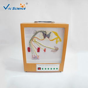 Modèles pédagogiques médicaux de haute qualité ; modèle électrodynamique de la composition et de la distribution des nerfs rachidiens ; enseignement biologique - Product Image 1