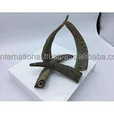 Naturel Ram Corne/Moutons Corne En Vrac Quantité disponible pour vente pour personnalisé emballage unique Offre Spéciale produit - Product Image 3